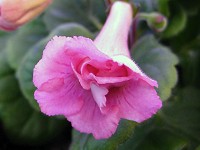Sinningia 'Ozark Double Dip'